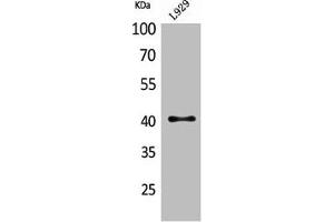 Western Blot analysis of L929 cells using CKR-4 Polyclonal Antibody (CCR4 Antikörper  (N-Term))
