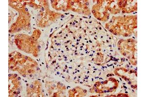 IHC image of ABIN7170573 diluted at 1:800 and staining in paraffin-embedded human kidney tissue performed on a Leica BondTM system. (S1PR3 Antikörper  (AA 303-378))