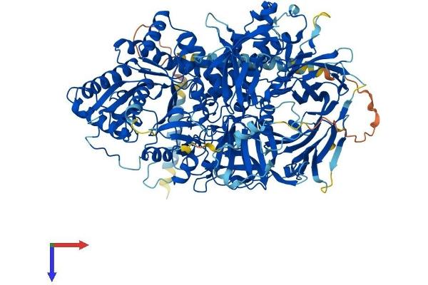 alpha-Mannosidase II Protein (AA 1-1150) (His tag)