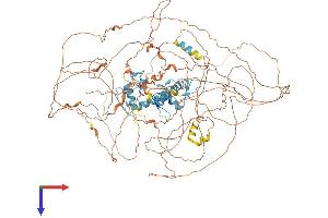 GLI1 Protein (AA 1-1106) (His tag)