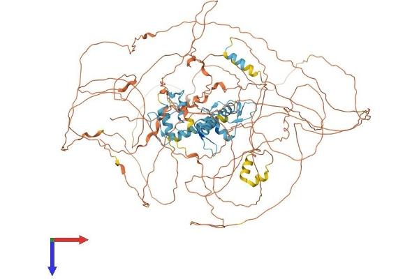 GLI1 Protein (AA 1-1106) (His tag)