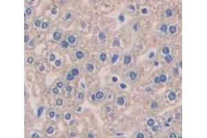 IHC-P analysis of Mouse Tissue, with DAB staining. (Pleiotrophin Antikörper  (AA 33-168))