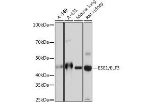 Western blot analysis of extracts of various cell lines, using ESE1/ELF3 Rabbit mAb (ABIN7266885) at 1:1000 dilution. (ELF3 Antikörper)