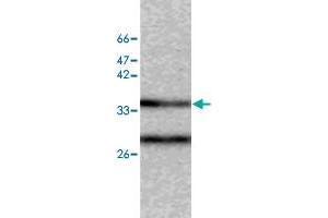 Western blot analysis of SW480 whole cell lystae with CAPZA2 monoclonal antibody, clone 40  at 1:500 dilution. (CAPZA2 Antikörper)