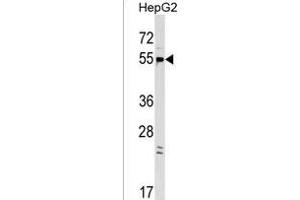 GPR22 Antibody (Center) (ABIN1537789 and ABIN2849173) western blot analysis in HepG2 cell line lysates (35 μg/lane). (GPR22 Antikörper  (AA 122-148))