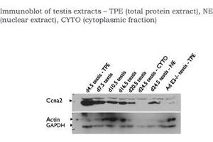 Ccna2 antibody - C-terminal region  validated by WB using testis (Cyclin A Antikörper  (C-Term))