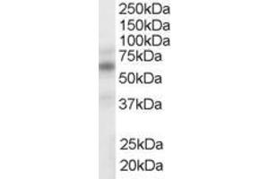 ABIN185294 (1µg/ml) staining of human spleen lysate (35µg protein in RIPA buffer). (Nuclear Receptor Subfamily 1, Group H, Member 2/3 (NR1H2/3) (AA 429-442), (AA 443-456) Antikörper)