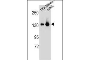 SF3B3 Antibody (C-term) (ABIN656631 and ABIN2845876) western blot analysis in MDA-M,Jurkat cell line lysates (35 μg/lane). (SF3B3 Antikörper  (C-Term))