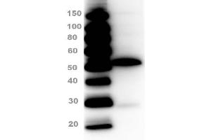 Western Blot of Rabbit Anti-Sheep IgG Peroxidase Conjugated Antibody Western Blot of Rabbit Anti-Sheep IgG Peroxidase Conjugated Antibody. (Kaninchen anti-Schaf IgG (Heavy & Light Chain) Antikörper (HRP))