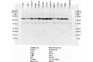 Western blot analysis of multiple cell lines lysates showing detection of Calreticulin protein using Rabbit Anti-Calreticulin Polyclonal Antibody . (Calreticulin Antikörper  (Atto 390))