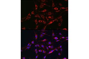 Immunofluorescence analysis of C6 cells using [KO Validated] RA Rabbit pAb (ABIN3021646, ABIN3021647, ABIN3021648 and ABIN1513457) at dilution of 1:100 (40x lens). (RAB5 Antikörper  (AA 1-215))