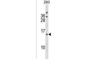 LIMS3/LIMS3L Antibody (Center) (ABIN1538216 and ABIN2850517) western blot analysis in 293 cell line lysates (35 μg/lane). (LIMS1 Antikörper  (AA 28-54))