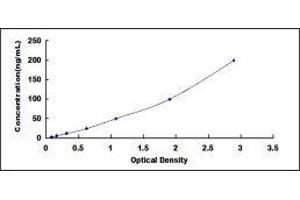 Complement Factor B ELISA Kit