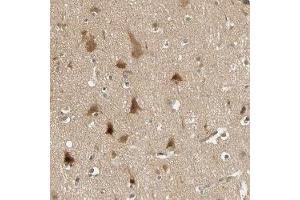 Immunohistochemical staining of human cerebral cortex with PDDC1 polyclonal antibody ( Cat # PAB28008 ) shows distinct cytoplasmic positivity in neurons at 1:10 - 1:20 dilution.
