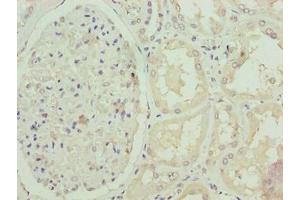 Immunohistochemistry of paraffin-embedded human kidney tissue using ABIN7152417 at dilution of 1:100 (FBXO25 Antikörper  (AA 1-291))