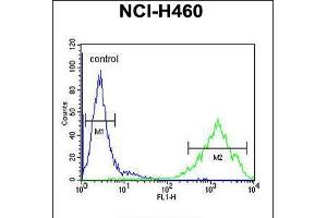 Flow cytometric analysis of NCI-H460 cells (right histogram) compared to a negative control cell (left histogram). (OR2Z1 Antikörper  (N-Term))