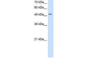 Western Blotting (WB) image for anti-Eukaryotic Translation Initiation Factor 2, Subunit 3 Gamma, 52kDa (EIF2S3) (N-Term) antibody (ABIN629631)