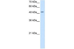 EIF2S3 antibody used at 5 ug/ml to detect target protein.
