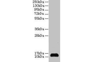 Western blot All lanes: SNRPD2 antibody at 2 μg/mL + 293T whole cell lysate Secondary Goat polyclonal to rabbit IgG at 1/15000 dilution Predicted band size: 14, 13 kDa Observed band size: 14 kDa (SNRPD2 Antikörper  (AA 1-118))