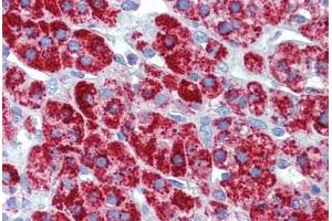 Human Adrenal (formalin-fixed, paraffin-embedded) stained with HSPD1 antibody ABIN462364 followed by biotinylated anti-mouse IgG secondary antibody ABIN481714, alkaline phosphatase-streptavidin and chromogen. (HSPD1 Antikörper)