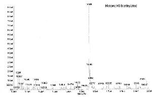 Mass Spectrometry (MS) image for Histone H3.2 (biotinylated), (full length), (N-Term), (truncated) protein (ABIN2669559) (Histone H3.2 (biotinylated), (full length), (N-Term), (truncated) Protein)