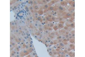 Used in DAB staining on fromalin fixed paraffin- embedded Kidney tissue (LAMB2 Antikörper  (AA 1178-1311))