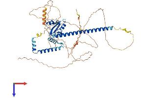 GMEB2 Protein (AA 1-530) (His tag)