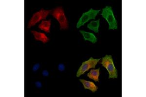 anti-Golgi Brefeldin A Resistant Guanine Nucleotide Exchange Factor 1 (GBF1) (C-Term) antibody