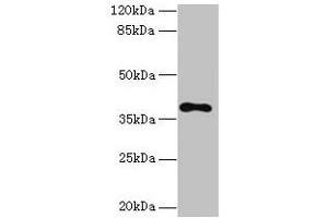 Western blot All lanes: TMEM59L antibody at 3 μg/mL + 293T whole cell lysate Secondary Goat polyclonal to rabbit IgG at 1/10000 dilution Predicted band size: 38 kDa Observed band size: 38 kDa (TMEM59L Antikörper  (AA 27-267))