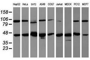 Image no. 2 for anti-WD Repeat Domain 74 (WDR74) (AA 114-385) antibody (ABIN1490852) (WDR74 Antikörper  (AA 114-385))