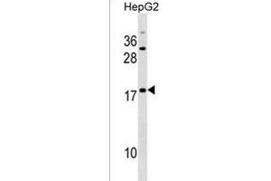 SNXE Antibody (Center) (ABIN1538385 and ABIN2838120) western blot analysis in HepG2 cell line lysates (35 μg/lane). (SPANXE Antikörper  (AA 39-65))