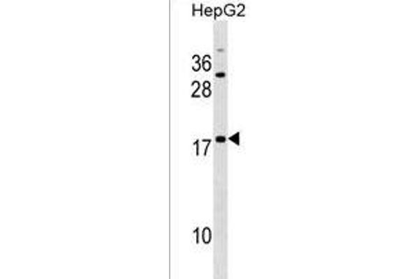 SPANXE antibody  (AA 39-65)