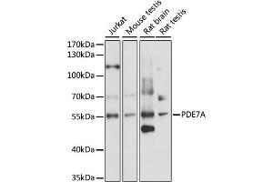 Western blot analysis of extracts of various cell lines, using PDE7A antibody (ABIN7269305) at 1:1000 dilution. (PDE7A Antikörper  (AA 345-456))