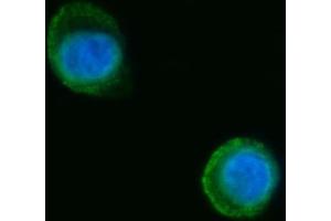 IF analysis of Septin 2/SEPTIN2 using anti-Septin 2/SEPTIN2 antibody (ABIN7599275). (Septin 2 Antikörper  (AA 1-326))