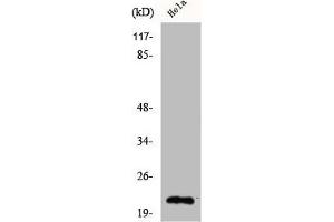 Western Blot analysis of HeLa cells using Claudin-4 Polyclonal Antibody