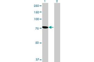 Western Blot analysis of PGM2L1 expression in transfected 293T cell line by PGM2L1 MaxPab polyclonal antibody. (PGM2L1 Antikörper  (AA 1-622))