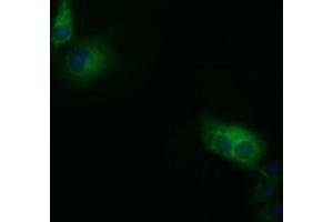Immunofluorescence (IF) image for anti-Short Chain Dehydrogenase/reductase Family 9C, Member 7 (SDR9C7) antibody (ABIN1500840) (SDR9C7 Antikörper)