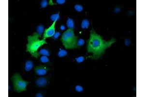 Anti-SMS mouse monoclonal antibody (ABIN2454717) immunofluorescent staining of COS7 cells transiently transfected by pCMV6-ENTRY SMS (RC200619). (SMS Antikörper)