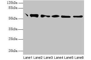 Western blot All lanes: P4HB antibody at 1. (P4HB Antikörper  (AA 29-508))