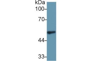 Western Blot; Sample: Rat Spleen lysate; Primary Ab: 1µg/ml Rabbit Anti-Rat FGg Antibody Second Ab: 0. (FGG Antikörper  (AA 170-429))