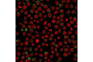 Immunofluorescence (IF) image for anti-CD5 (CD5) (AA 269-366) antibody (ABIN6941056)