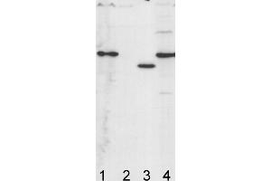 Image no. 1 for anti-ATP Synthase Subunit gamma (AtpC) antibody (ABIN334563) (ATP Synthase Subunit gamma (AtpC) Antikörper)