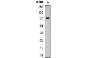 Western blot analysis of Taurine Transporter expression in Jurkat (A) whole cell lysates. (TAUT Antikörper  (C-Term))