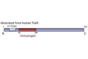 Image no. 2 for anti-TNF Receptor-Associated Factor 2 (TRAF2) (AA 93-199) antibody (ABIN967631) (TRAF2 Antikörper  (AA 93-199))