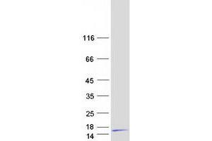 Western Blotting (WB) image for Guanine Nucleotide Binding Protein (G Protein), gamma 11 (GNG11) protein (Myc-DYKDDDDK Tag) (ABIN2722103)