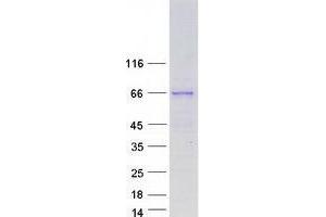 WAS Protein Family Homolog 1 (WASH1) protein (Myc-DYKDDDDK Tag)