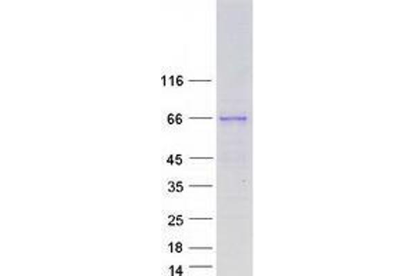 WAS Protein Family Homolog 1 (WASH1) protein (Myc-DYKDDDDK Tag)