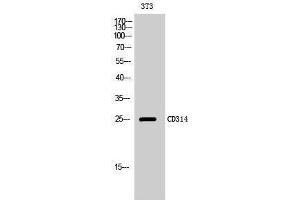 Western Blotting (WB) image for anti-Killer Cell Lectin-Like Receptor Subfamily K, Member 1 (KLRK1) (Internal Region) antibody (ABIN3183762)