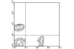 Image no. 1 for anti-CD8a Molecule (CD8A) antibody (Biotin) (ABIN135121) (CD8 alpha Antikörper  (Biotin))