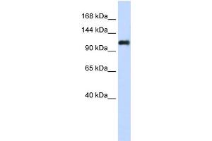 WB Suggested Anti-NID2 Antibody Titration:  0. (NID2 Antikörper  (Middle Region))